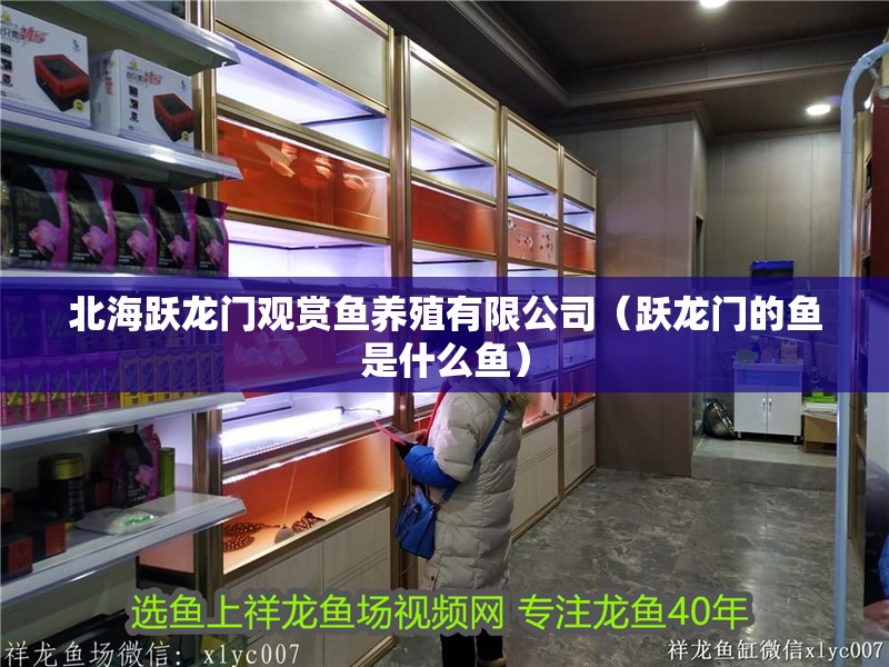 北海躍龍門觀賞魚養殖有限公司（躍龍門的魚是什么魚）