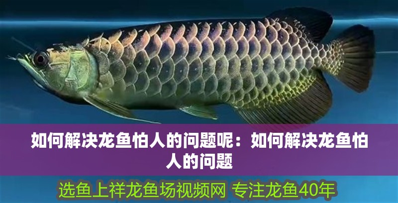 如何解決龍魚怕人的問題呢：如何解決龍魚怕人的問題