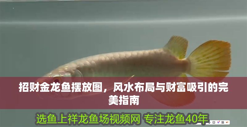 招財金龍魚擺放圖，風水布局與財富吸引的完美指南