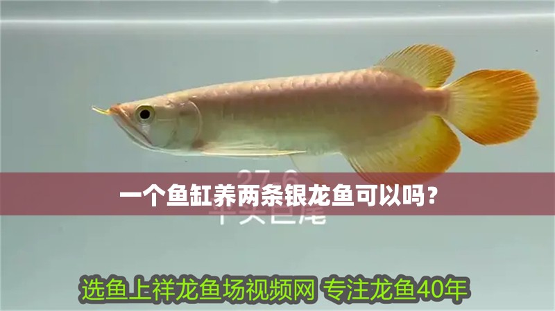 一個(gè)魚(yú)缸養(yǎng)兩條銀龍魚(yú)可以嗎？