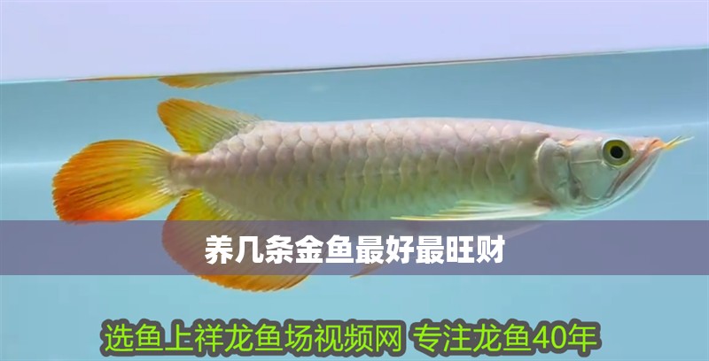 養(yǎng)幾條金魚最好最旺財 養(yǎng)幾條金魚最好最旺財 龍魚論壇