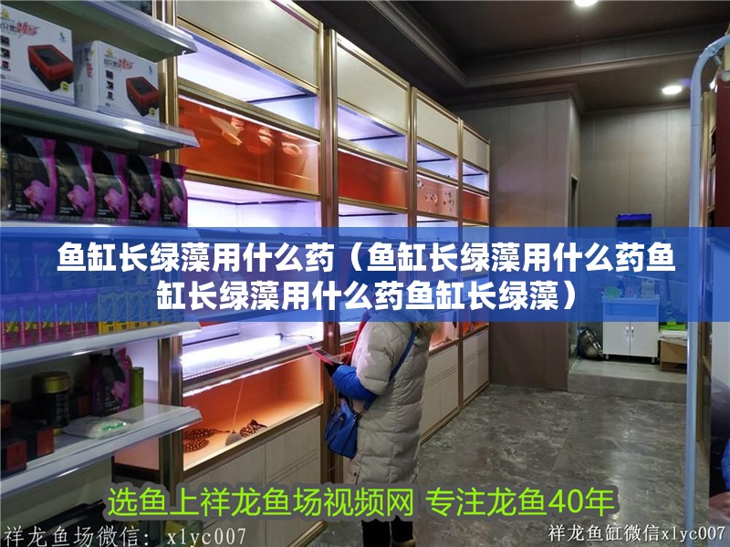 魚缸長綠藻用什么藥（魚缸長綠藻用什么藥魚缸長綠藻用什么藥魚缸長綠藻）