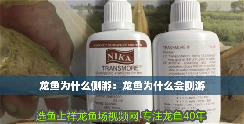 龍魚為什么側游：龍魚為什么會側游