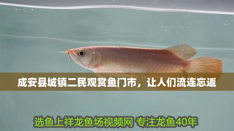 成安縣城鎮二民觀賞魚門市，讓人們流連忘返