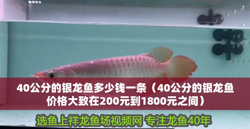 40公分的銀龍魚多少錢一條（40公分的銀龍魚價格大致在200元到1800元之間）