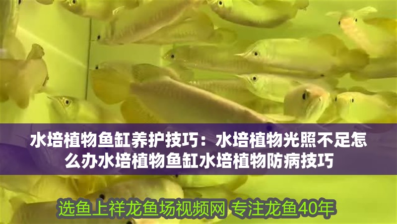 水培植物魚缸養護技巧：水培植物光照不足怎么辦水培植物魚缸水培植物防病技巧