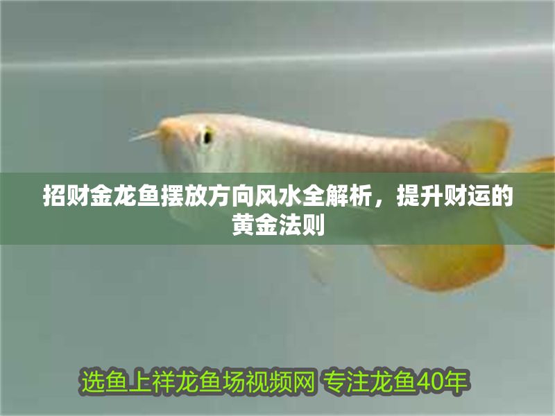 招財金龍魚擺放方向風水全解析，提升財運的黃金法則