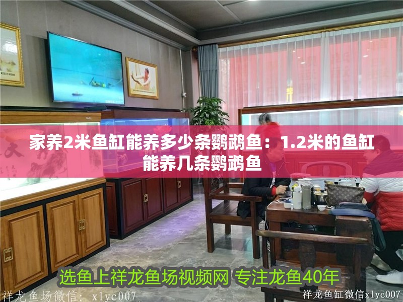 家養2米魚缸能養多少條鸚鵡魚：1.2米的魚缸能養幾條鸚鵡魚