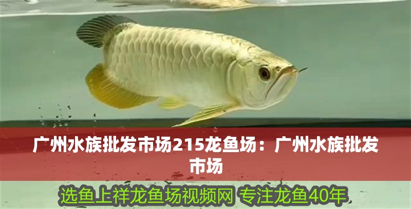 廣州水族批發(fā)市場(chǎng)215龍魚場(chǎng)：廣州水族批發(fā)市場(chǎng)