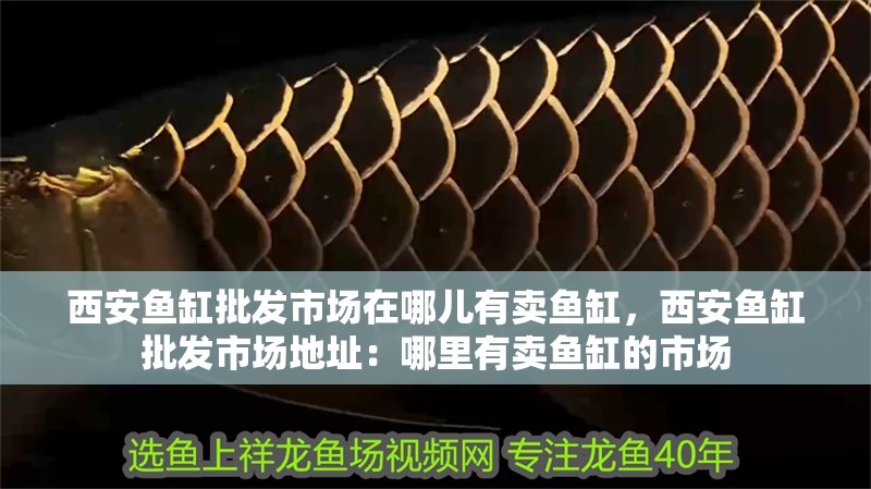 西安魚缸批發市場在哪兒有賣魚缸，西安魚缸批發市場地址：哪里有賣魚缸的市場