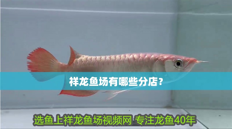 祥龍魚場有哪些分店？