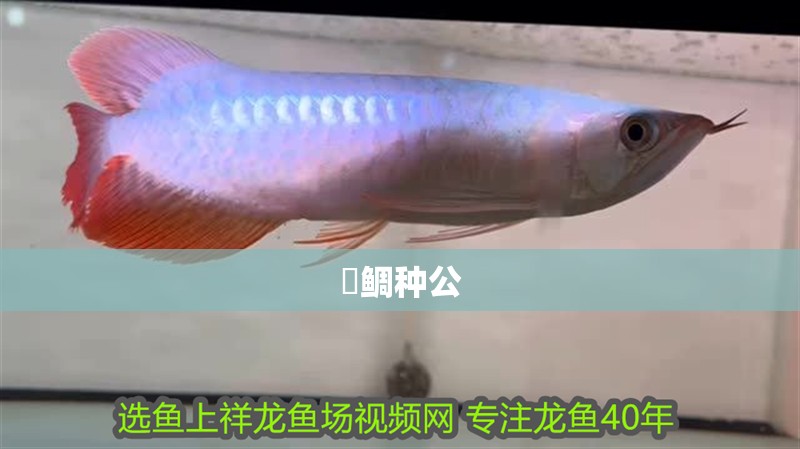 鯊鯛種公 鯊鯛種公 龍魚論壇