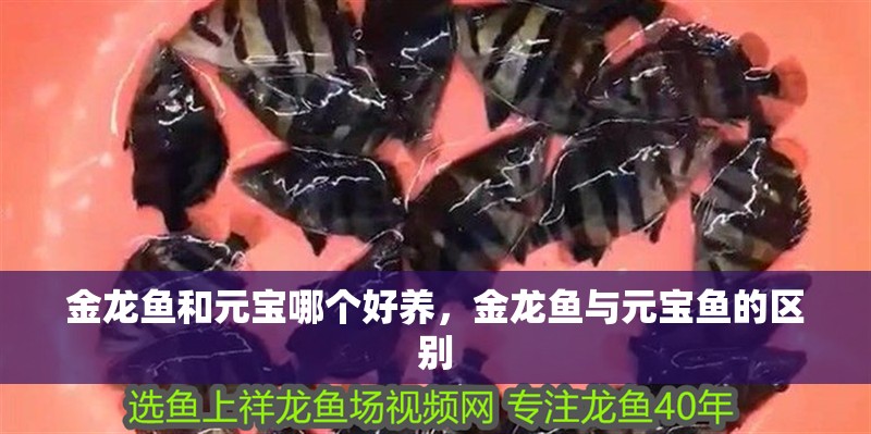 金龍魚和元寶哪個好養(yǎng)，金龍魚與元寶魚的區(qū)別