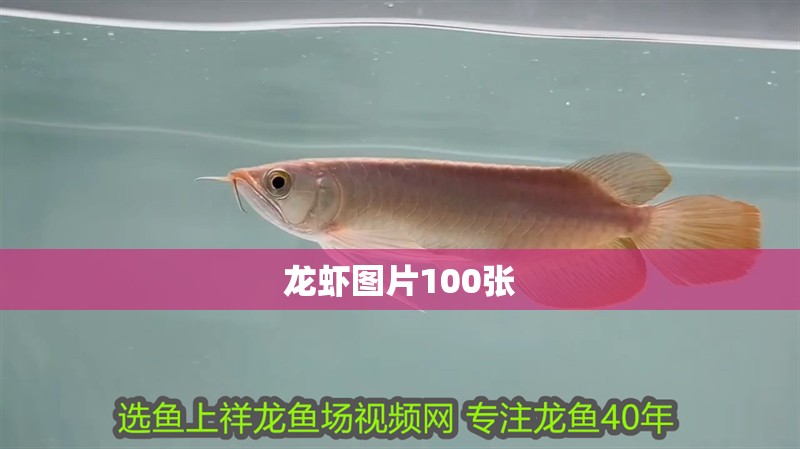 龍蝦圖片100張