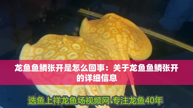 龍魚魚鱗張開是怎么回事：關于龍魚魚鱗張開的詳細信息