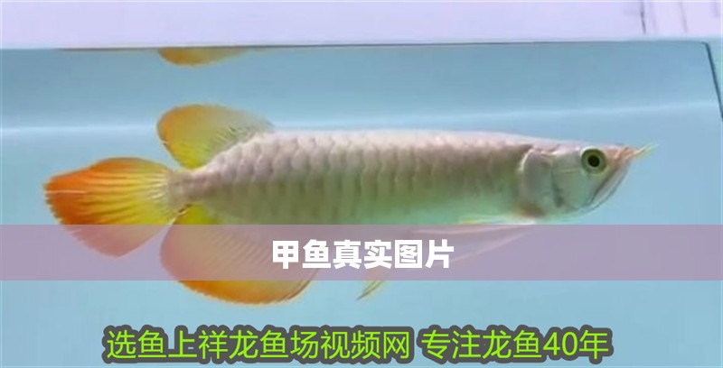 甲魚真實圖片