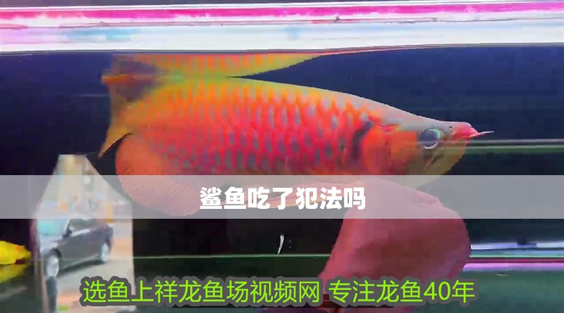 鯊魚吃了犯法嗎