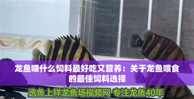 龍魚喂什么飼料最好吃又營養(yǎng)：關于龍魚喂食的最佳飼料選擇