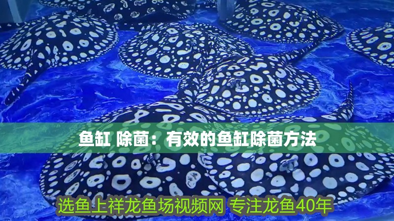 魚缸 除菌：有效的魚缸除菌方法 魚缸 除菌：有效的魚缸除菌方法 魚缸百科