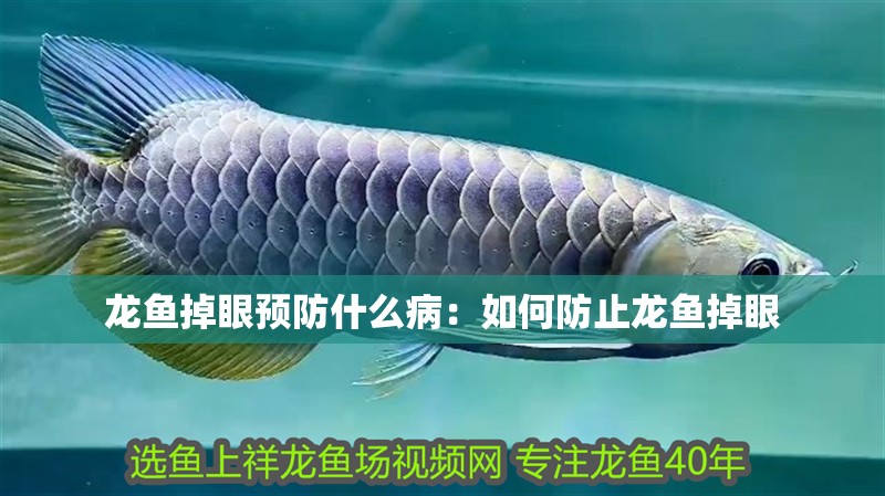 龍魚掉眼預防什么病：如何防止龍魚掉眼 龍魚掉眼預防什么病：如何防止龍魚掉眼 龍魚百科