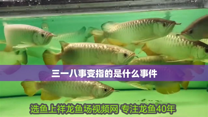 三一八事變指的是什么事件