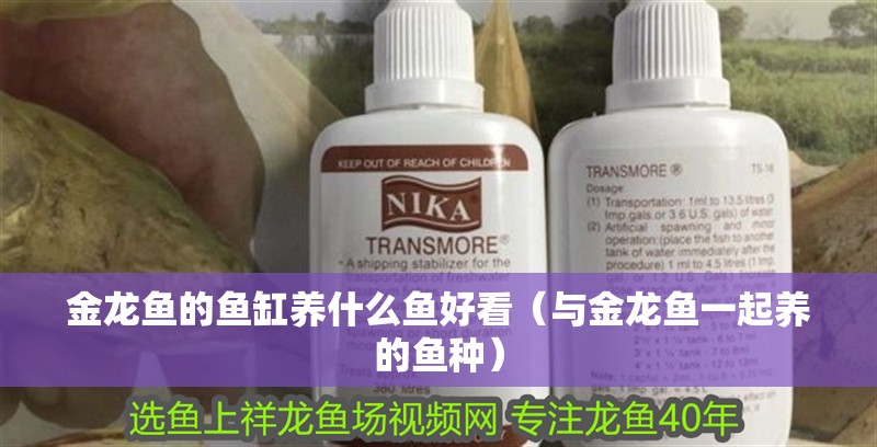 金龍魚的魚缸養什么魚好看（與金龍魚一起養的魚種）