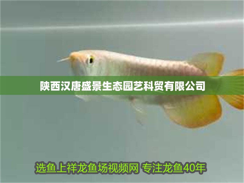 陜西漢唐盛景生態園藝科貿有限公司