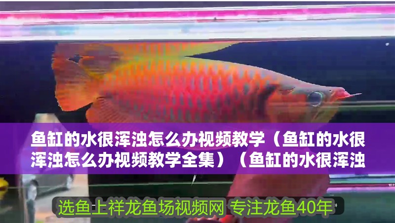 魚缸的水很渾濁怎么辦視頻教學（魚缸的水很渾濁怎么辦視頻教學全集）（魚缸的水很渾濁怎么辦視頻教學魚缸水渾濁怎么處理）