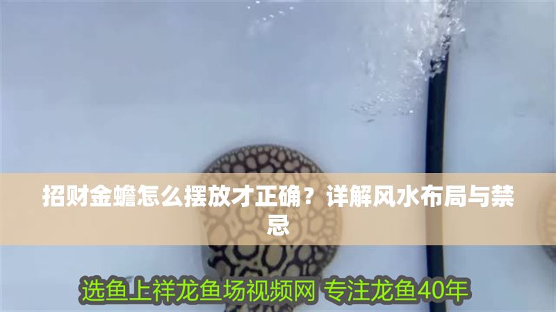 招財金蟾怎么擺放才正確？詳解風水布局與禁忌