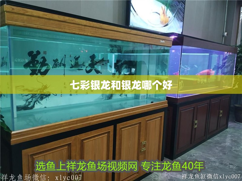 七彩銀龍和銀龍哪個好