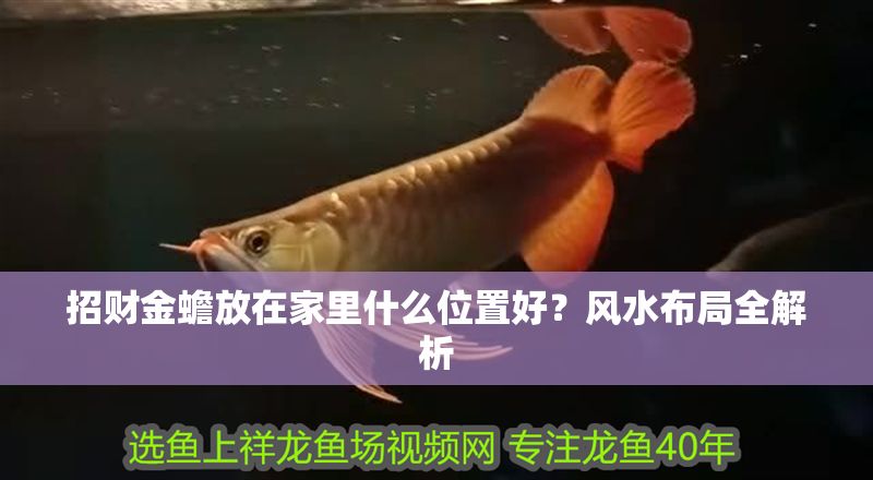 招財金蟾放在家里什么位置好？風水布局全解析