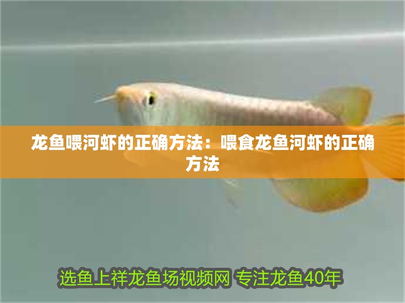 魚缸用增氧泵價格是多少:魚缸增氧機-xtrac增氧機-xtrac增氧機 龍魚喂河蝦的正確方法:喂食龍魚河蝦的正確方法 龍魚百科 龍魚喂河蝦的正確方法:喂食龍魚河蝦的正確方法 龍魚喂河蝦的正確方法:喂食龍魚河蝦的正確方法 龍魚百科