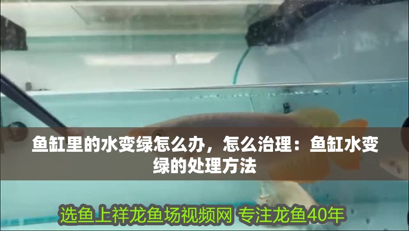 魚缸里的水變綠怎么辦，怎么治理：魚缸水變綠的處理方法