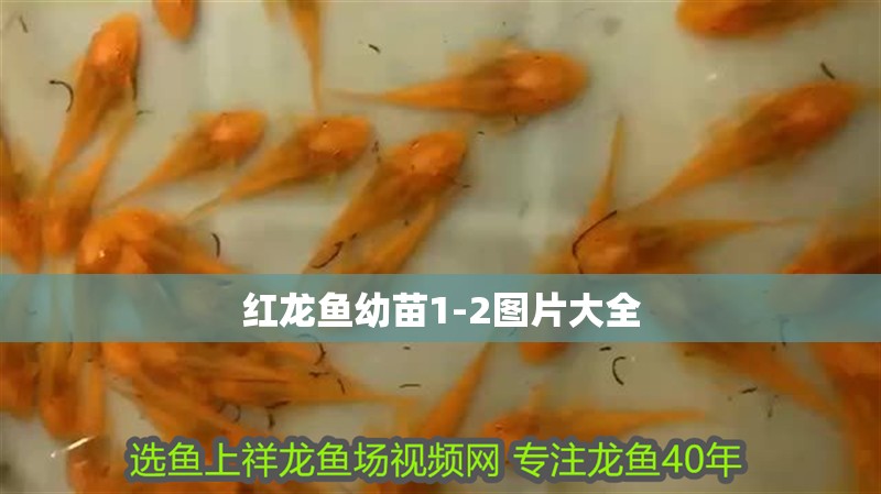 紅龍魚幼苗1-2圖片大全