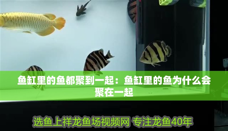 魚缸里的魚都聚到一起：魚缸里的魚為什么會聚在一起