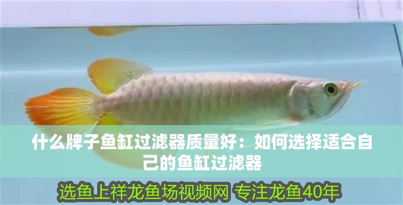什么牌子魚缸過濾器質量好：如何選擇適合自己的魚缸過濾器