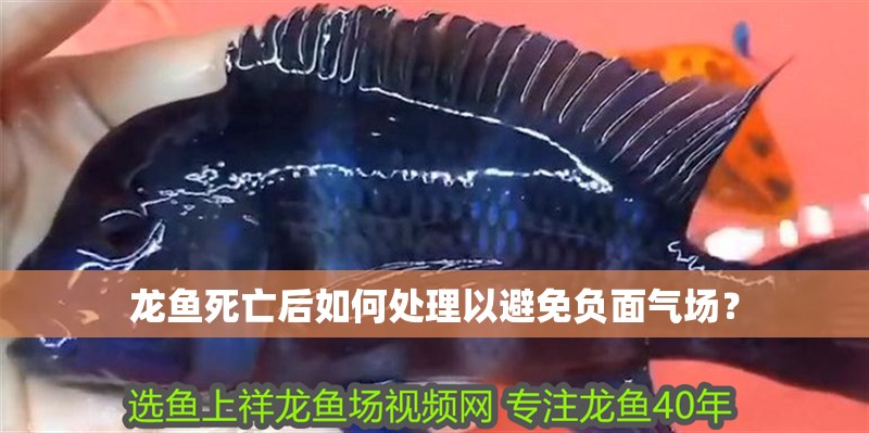 龍魚死亡后如何處理以避免負面氣場？