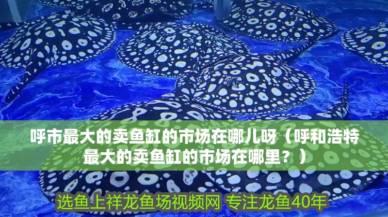 <strong><mark>呼市</mark></strong>最大的賣魚缸的市場在哪兒呀（呼和浩特最大的賣魚缸的市場在哪里？）
