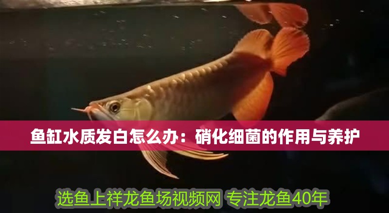 魚缸水質發白怎么辦：硝化細菌的作用與養護