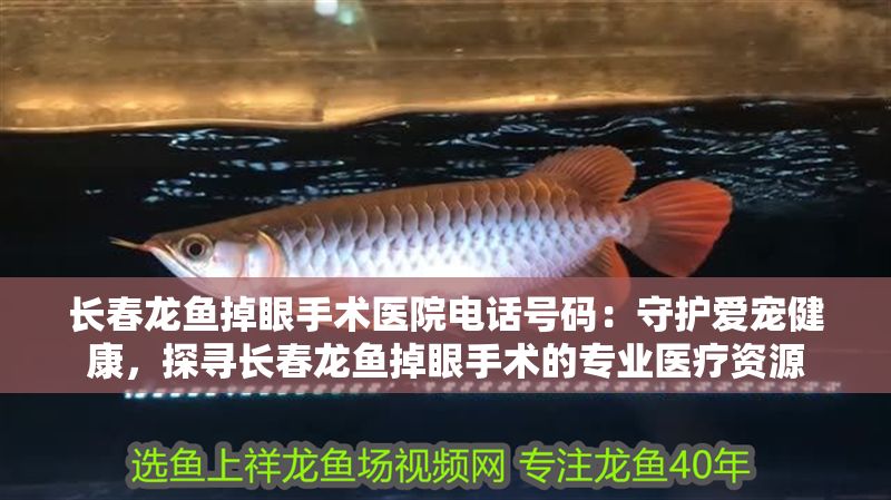 長春龍魚掉眼手術醫院電話號碼：守護愛寵健康，探尋長春龍魚掉眼手術的專業醫療資源