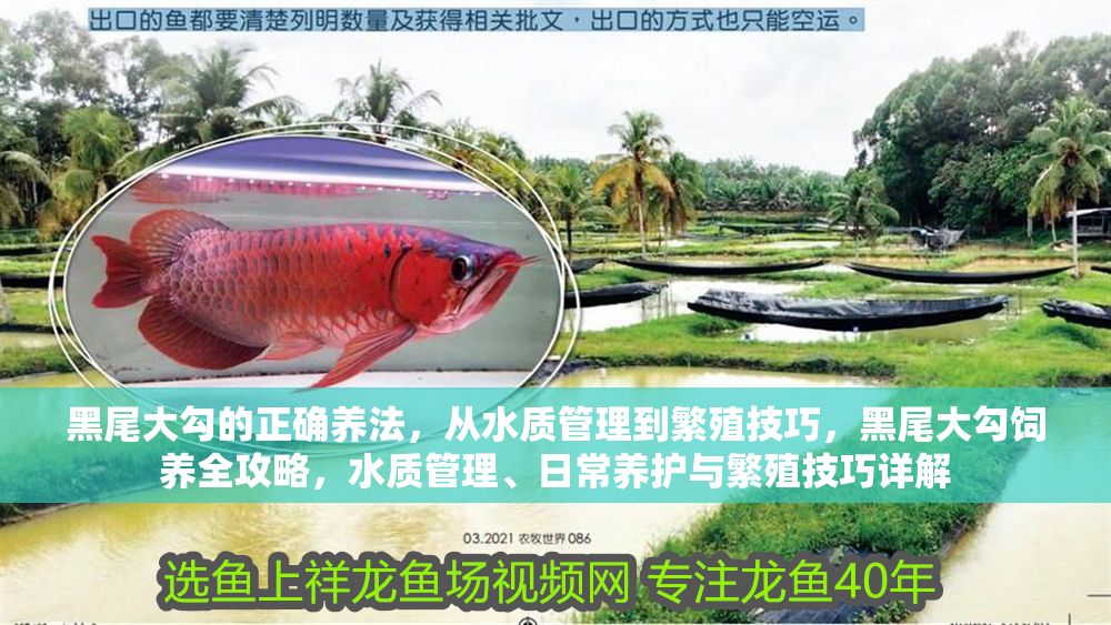 黑尾大勾的正確養法，從水質管理到繁殖技巧，黑尾大勾飼養全攻略，水質管理、日常養護與繁殖技巧詳解