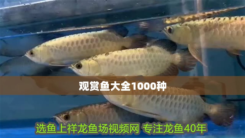 觀賞魚大全1000種 觀賞魚大全1000種 龍魚論壇
