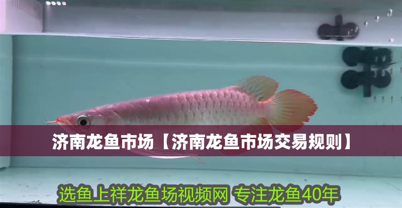 濟南龍魚市場【濟南龍魚市場交易規(guī)則】