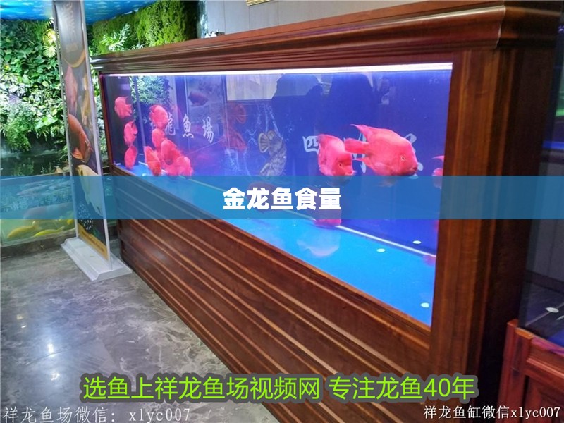 金龍魚食量