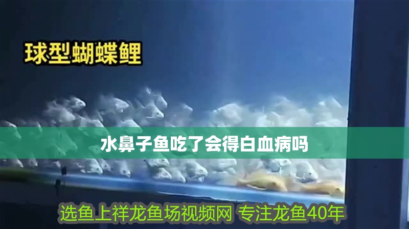 水鼻子魚吃了會(huì)得白血病嗎
