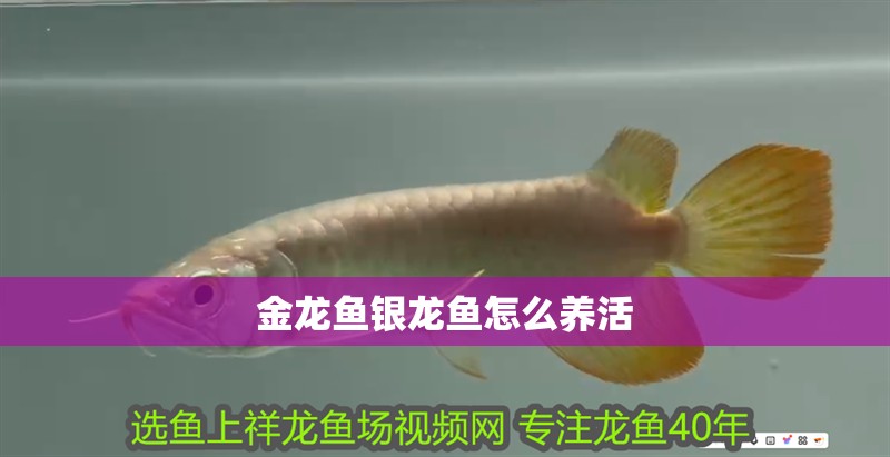 金龍魚銀龍魚怎么養活