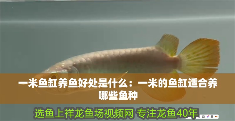 一米魚缸養(yǎng)魚好處是什么：一米的魚缸適合養(yǎng)哪些魚種