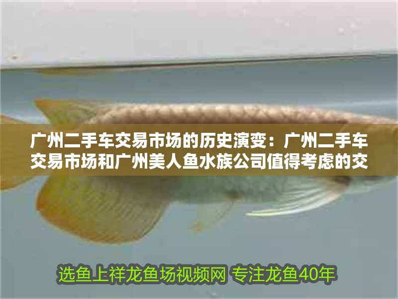 廣州二手車交易市場(chǎng)的歷史演變：廣州二手車交易市場(chǎng)和廣州美人魚(yú)水族公司值得考慮的交易渠道