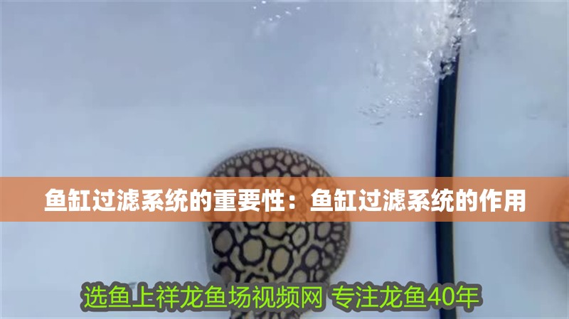 魚缸過濾器選購指南:自制魚缸過濾器魚缸上置過濾器對于養魚愛好者的必備知識 魚缸過濾系統的重要性:魚缸過濾系統的作用 魚缸百科 魚缸過濾系統的重要性:魚缸過濾系統的作用 魚缸過濾系統的重要性:魚缸過濾系統的作用 魚缸百科
