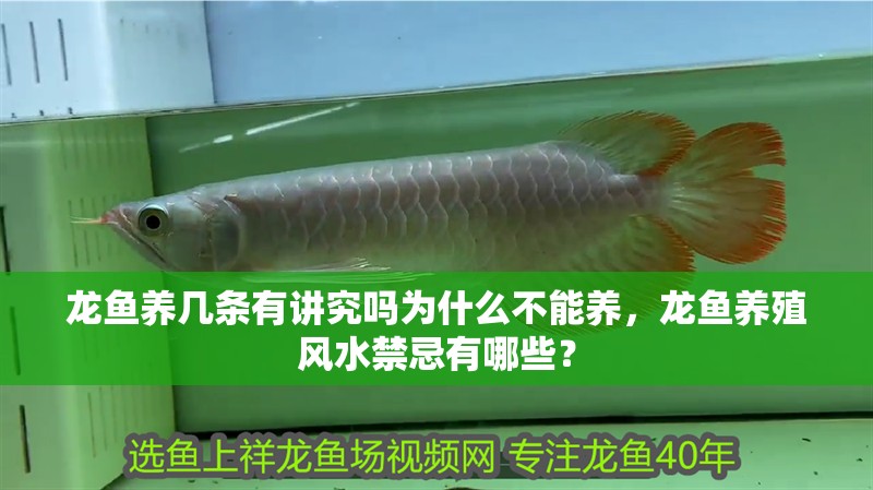 龍魚養幾條有講究嗎為什么不能養，龍魚養殖風水禁忌有哪些？
